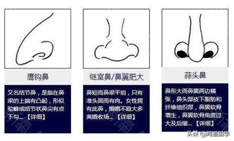 鼻環面相|【鼻尖面相】揭開鼻尖面相的秘密：你的鼻子形狀透露哪些個性與。